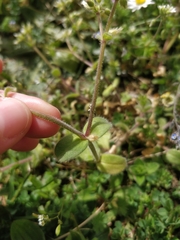 Cerastium glomeratum