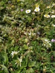 Cerastium glomeratum