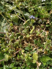 Cerastium glomeratum