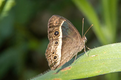 Mycalesis mynois