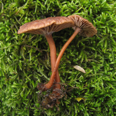 Gymnopus fuscopurpureus