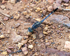 Diplacodes trivialis