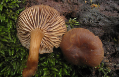 Gymnopus fuscopurpureus
