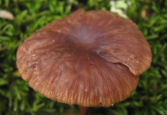 Gymnopus fuscopurpureus
