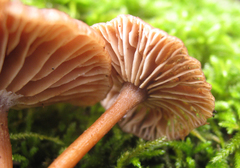 Gymnopus fuscopurpureus
