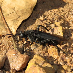 Protomydas coerulescens