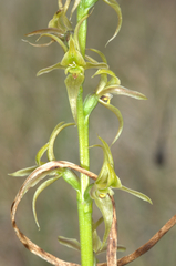 Prasophyllum sphacelatum