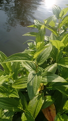 Saururus chinensis
