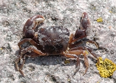 Hemigrapsus takanoi