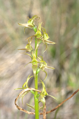 Prasophyllum sphacelatum