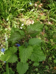 Alliaria petiolata