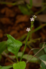 Oxygonum sinuatum