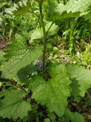 Alliaria petiolata