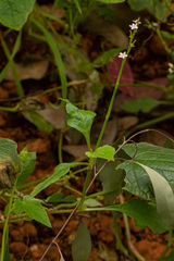 Oxygonum sinuatum
