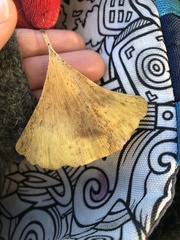 Bartheletia