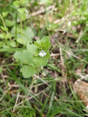 Veronica hederifolia