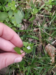 Veronica hederifolia