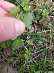 Veronica hederifolia