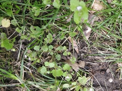 Veronica hederifolia