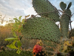 Consolea moniliformis