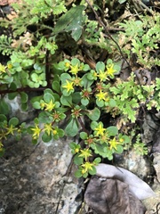 Sedum actinocarpum