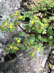 Sedum actinocarpum
