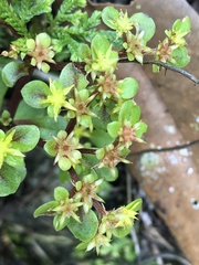 Sedum actinocarpum