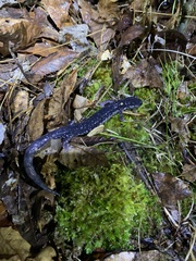 Plethodon glutinosus