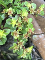 Sedum actinocarpum