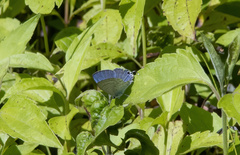 Catochrysops
