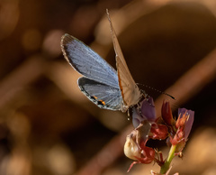 Everes lacturnus
