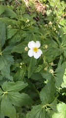 Ranunculus aconitifolius