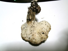 Jahnoporus