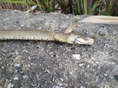 Zamenis lineatus