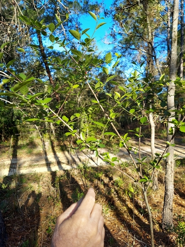 Carolina holly (Ilex ambigua)