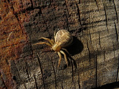 Xysticus verneaui