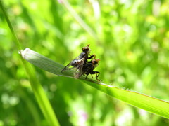 Myopa mixta