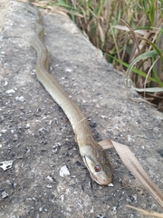 Zamenis lineatus