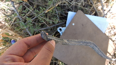 Peniocereus greggii greggii