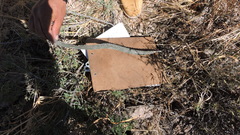 Peniocereus greggii greggii