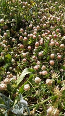Trifolium argutum