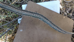 Peniocereus greggii greggii