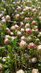 Trifolium argutum