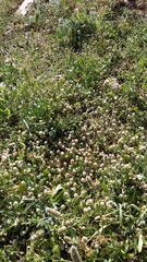 Trifolium argutum