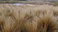 Austrostipa stipoides