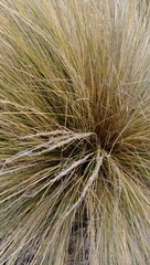 Austrostipa stipoides