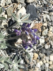 Lupinus duranii