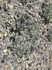 Lupinus duranii
