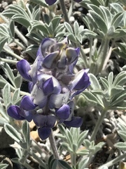 Lupinus duranii