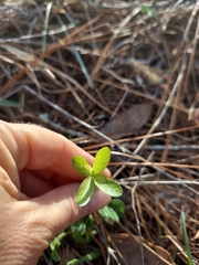 Dyschoriste oblongifolia